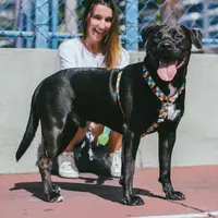 Zee.Dog Phantom H-Harness  - фото 4