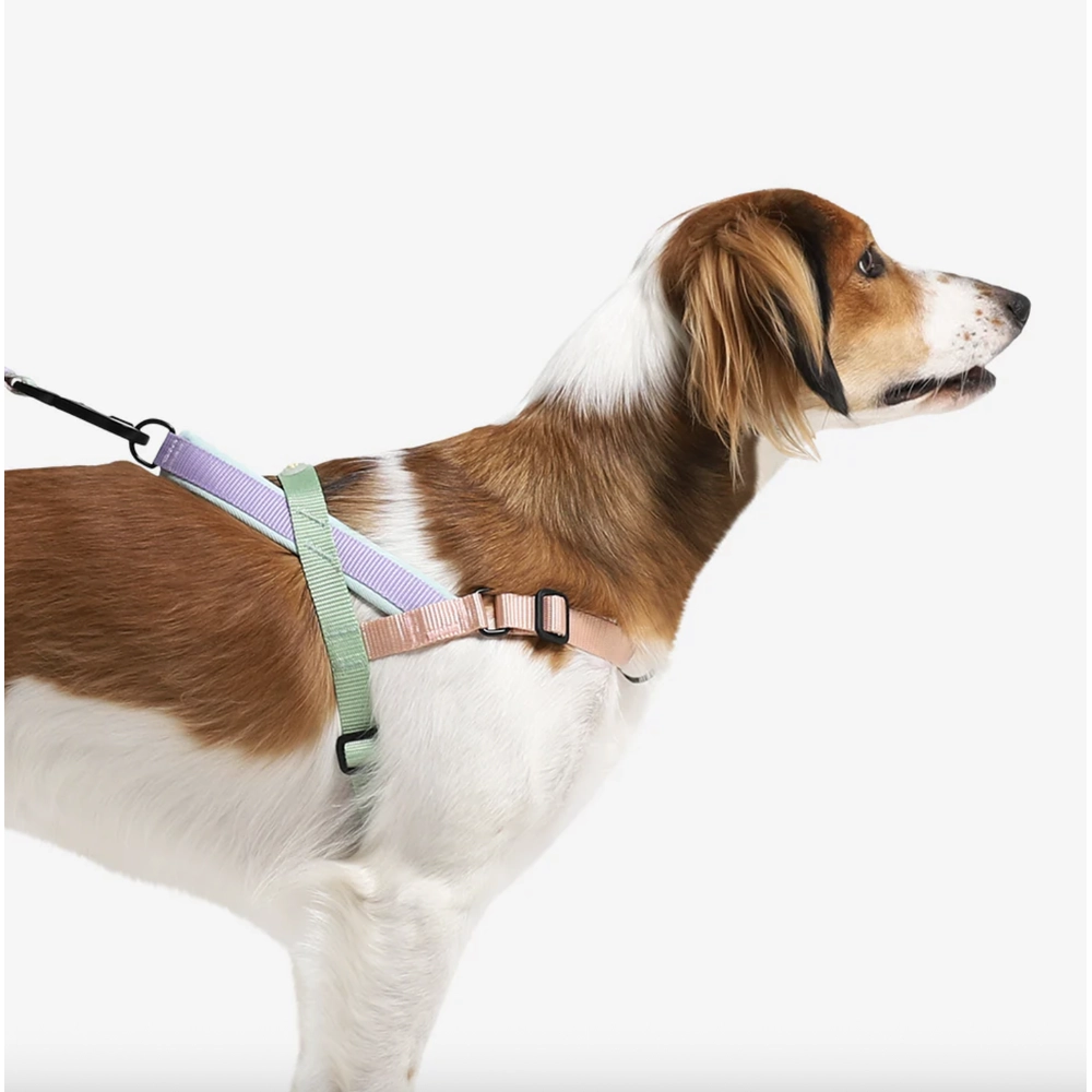 Zee.Dog Peach SofterWalk Harness  - фото 4
