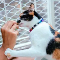Zee.Dog Prisma Cat Collar   - фото 2