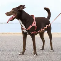 Zee.Dog Canyon SofterWalk Harness  - фото 2