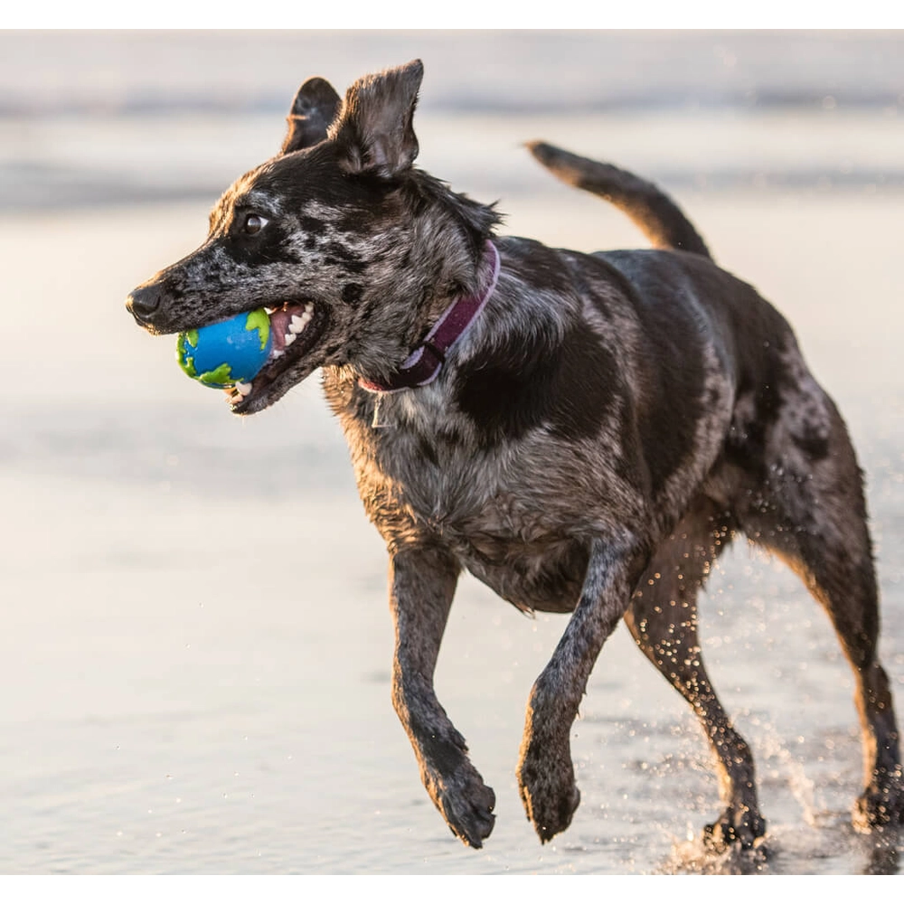 Planet Dog Orbee Ball  - фото 2