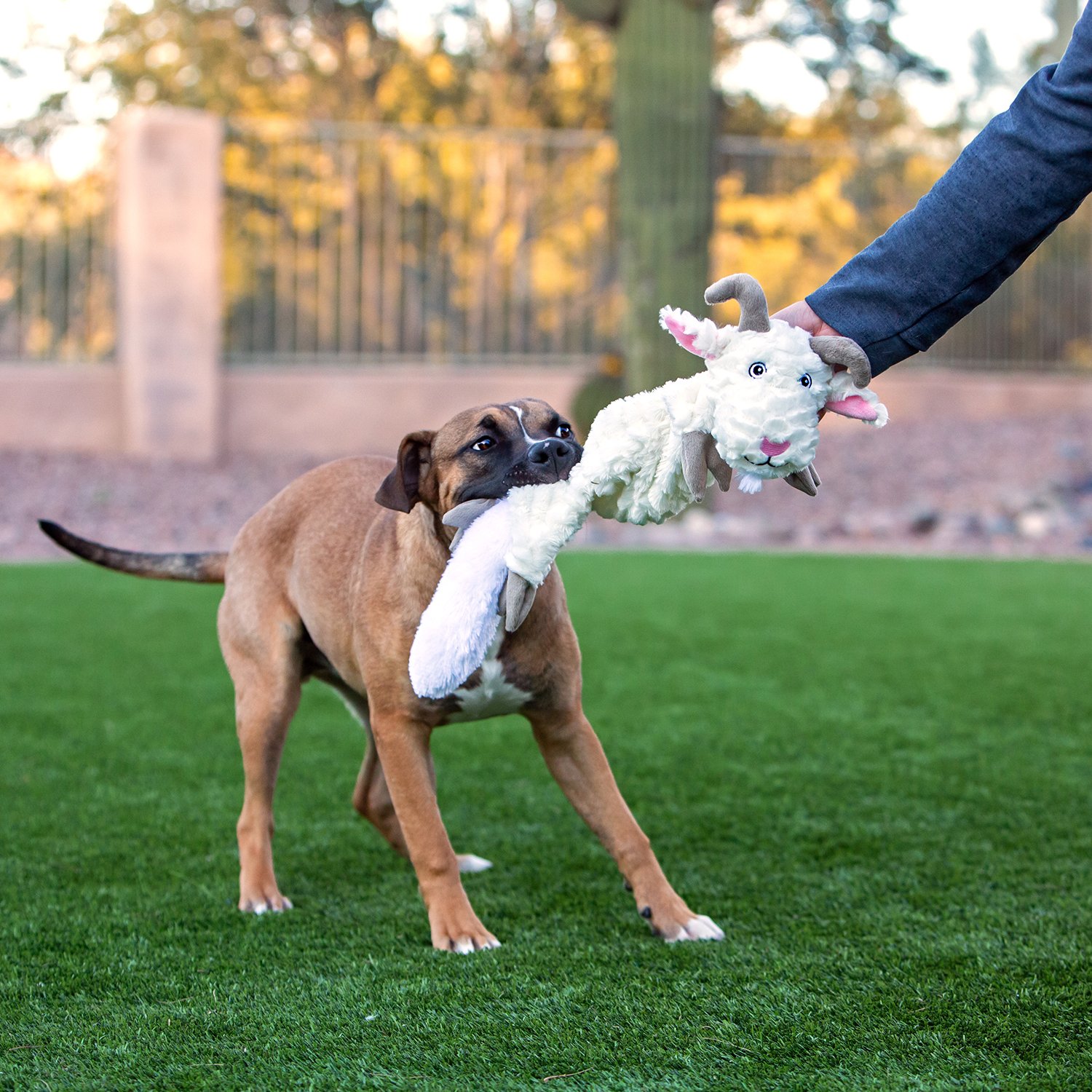Описание Jolly Pets Хвостатый Кенгуру - фото 1