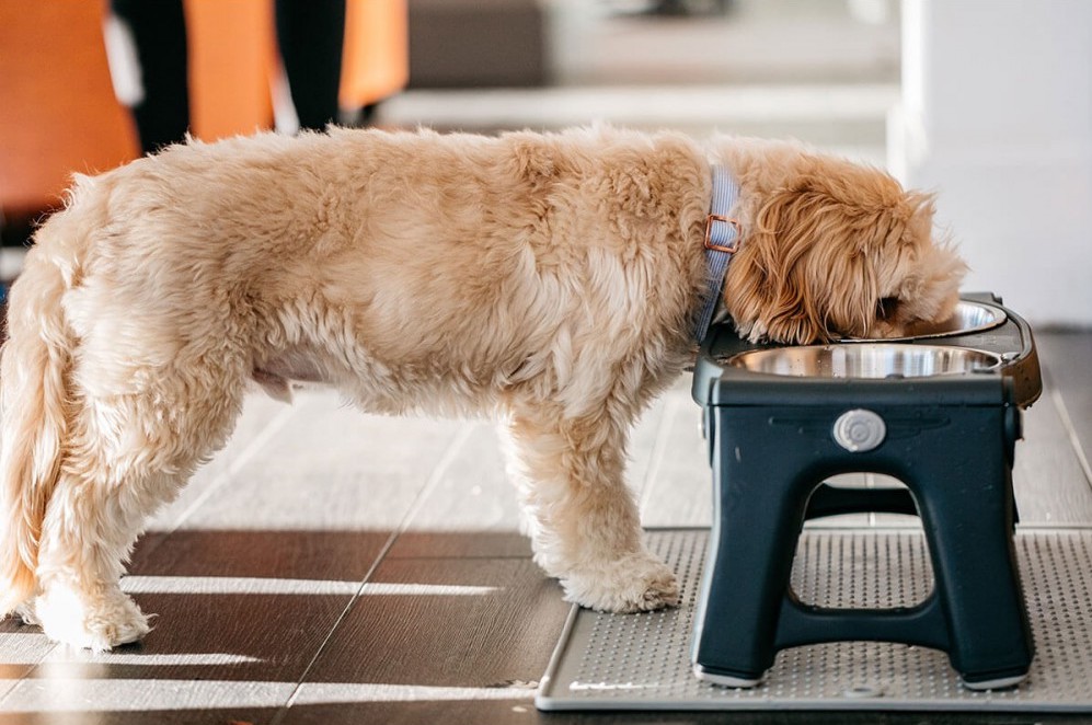 Описание Dexas Pet Bowl Grippmat - фото 1