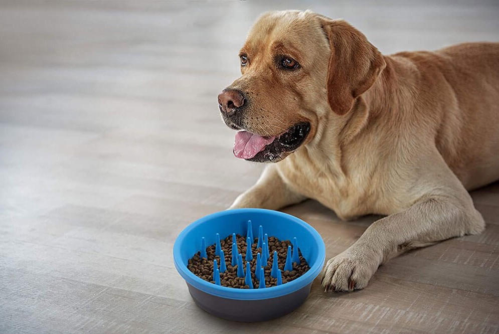 Описание Dexas Slow Feeder Dog Bowl - фото 1