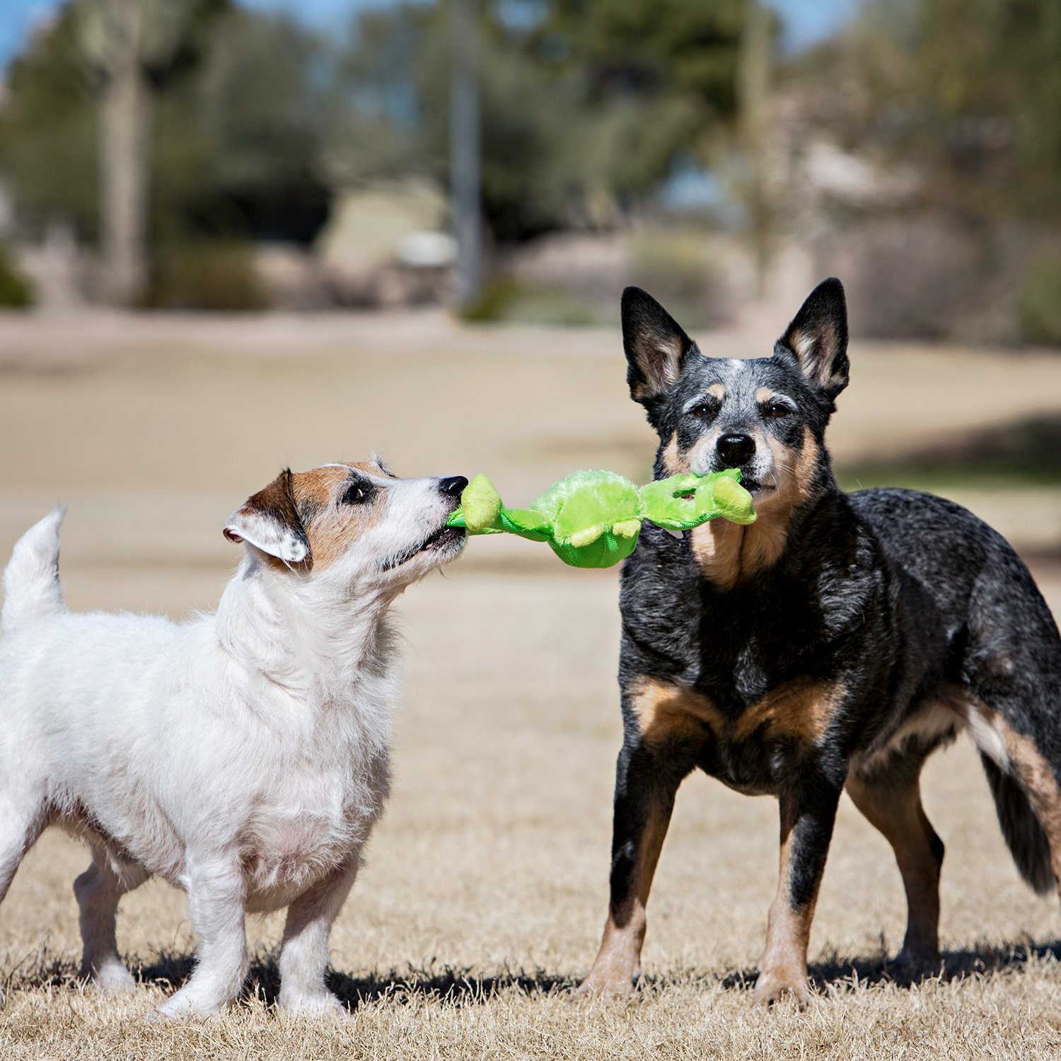 Описание Jolly Pets Tug-a-Mal Лягушка - фото 1
